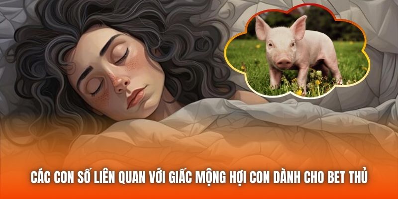 Các con số liên quan với giấc mộng hợi con dành cho bet thủ