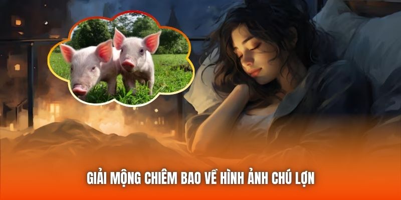 Giải mộng chiêm bao về hình ảnh chú lợn